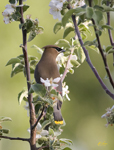 Cedar Waxwing
